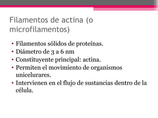 Filamentos de actina (o
microfilamentos)
• Filamentos sólidos de proteínas.
• Diámetro de 3 a 6 nm
• Constituyente principal: actina.
• Permiten el movimiento de organismos
unicelurares.
• Intervienen en el flujo de sustancias dentro de la
célula.
 