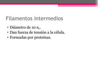 Filamentos intermedios
• Diámetro de 10 n,.
• Dan fuerza de tensión a la célula.
• Formadas por proteínas.
 
