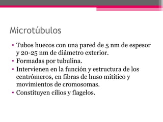 Microtúbulos
• Tubos huecos con una pared de 5 nm de espesor
y 20-25 nm de diámetro exterior.
• Formadas por tubulina.
• Intervienen en la función y estructura de los
centrómeros, en fibras de huso mitítico y
movimientos de cromosomas.
• Constituyen cilios y flagelos.
 