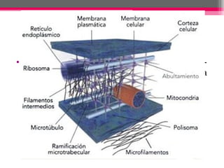 • http://books.google.com.mx/books?id=4QZK5-
Jv61UC&pg=PA107&dq=organelos+celulares&a
s_brr=3#v=onepage&q=organelos
%20celulares&f=true
 