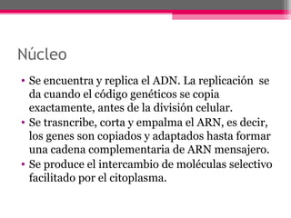 Núcleo
• Se encuentra y replica el ADN. La replicación se
da cuando el código genéticos se copia
exactamente, antes de la división celular.
• Se trasncribe, corta y empalma el ARN, es decir,
los genes son copiados y adaptados hasta formar
una cadena complementaria de ARN mensajero.
• Se produce el intercambio de moléculas selectivo
facilitado por el citoplasma.
 