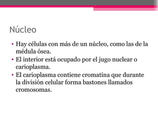 Núcleo
• Hay células con más de un núcleo, como las de la
médula ósea.
• El interior está ocupado por el jugo nuclear o
carioplasma.
• El carioplasma contiene cromatina que durante
la división celular forma bastones llamados
cromosomas.
 