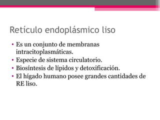 Retículo endoplásmico liso
• Es un conjunto de membranas
intracitoplasmáticas.
• Especie de sistema circulatorio.
• Biosíntesis de lípidos y detoxificación.
• El hígado humano posee grandes cantidades de
RE liso.
 