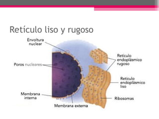 Retículo liso y rugoso
 