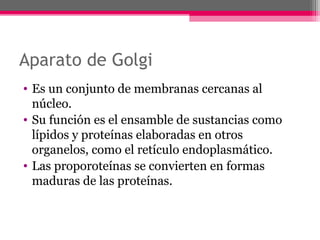 Aparato de Golgi
• Es un conjunto de membranas cercanas al
núcleo.
• Su función es el ensamble de sustancias como
lípidos y proteínas elaboradas en otros
organelos, como el retículo endoplasmático.
• Las proporoteínas se convierten en formas
maduras de las proteínas.
 