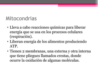 Mitocondrias
• Lleva a cabo reacciones químicas para liberar
energía que se usa en los procesos celulares
(respiración).
• Liberan energía de los alimentos produciendo
ATP.
• Tienen 2 membranas, una externa y otra interna
que tiene pliegues llamados crestas, donde
ocurre la oxidación de algunas moléculas.
 