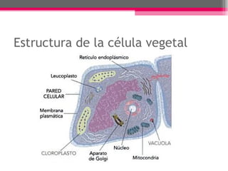 Estructura de la célula vegetal
 