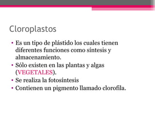 Cloroplastos
• Es un tipo de plástido los cuales tienen
diferentes funciones como síntesis y
almacenamiento.
• Sólo existen en las plantas y algas
(VEGETALES).
• Se realiza la fotosíntesis
• Contienen un pigmento llamado clorofila.
 