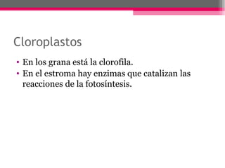 Cloroplastos
• En los grana está la clorofila.
• En el estroma hay enzimas que catalizan las
reacciones de la fotosíntesis.
 