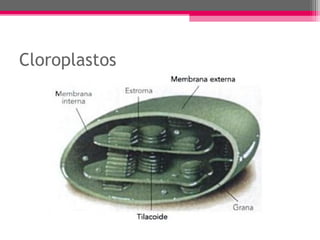 Cloroplastos
 