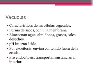 Vacuolas
• Característicos de las células vegetales.
• Forma de sacos, con una membrana
• Almacenan agua, almidones, grasas, sales
desechos.
• pH interno ácido.
• Por exocitosis, envían contenido fuera de la
célula.
• Pro endocitosis, transportan sustancias al
interior.
 