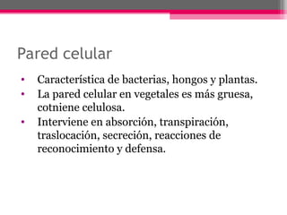 Pared celular
• Característica de bacterias, hongos y plantas.
• La pared celular en vegetales es más gruesa,
cotniene celulosa.
• Interviene en absorción, transpiración,
traslocación, secreción, reacciones de
reconocimiento y defensa.
 