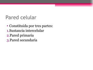 Pared celular
• Constituida por tres partes:
1.Sustancia intercelular
2.Pared primaria
3.Pared secundaria
 