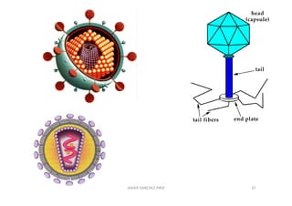 JAVIER SANCHEZ PIRIZ   37
 