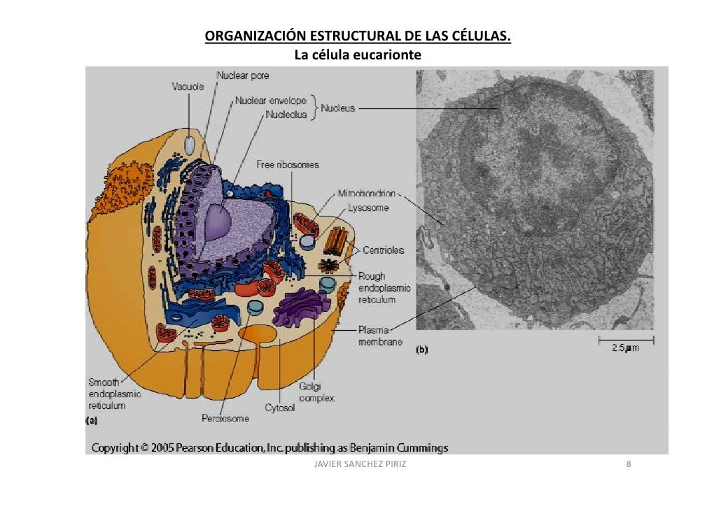 Estructura Y Ultraestructura De La Celula Eucariota 2020