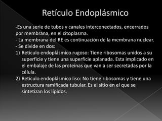 -Es una serie de tubos y canales interconectados, encerrados
por membrana, en el citoplasma.
- La membrana del RE es continuación de la membrana nuclear.
- Se divide en dos:
1) Retículo endoplásmico rugoso: Tiene ribosomas unidos a su
   superficie y tiene una superficie aplanada. Esta implicado en
   el embalaje de las proteínas que van a ser secretadas por la
   célula.
2) Retículo endoplásmico liso: No tiene ribosomas y tiene una
   estructura ramificada tubular. Es el sitio en el que se
   sintetizan los lípidos.
 