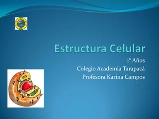 1° Años
Colegio Academia Tarapacá
  Profesora Karina Campos
 
