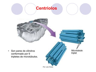 Centriolos
• Son pares de cilindros
conformado por 9
tripletes de microtúbulos.
Prof. Jairo Rivera
 