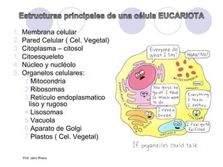 1. Membrana celular
2. Pared Celular ( Cel. Vegetal)
3. Citoplasma – citosol
1. Citoesqueleto
4. Núcleo y nucléolo
5. Organelos celulares:
1.Mitocondria
2.Ribosomas
3.Retículo endoplasmatico
liso y rugoso
4.Lisosomas
5.Vacuola
6.Aparato de Golgi
7.Plastos ( Cel. Vegetal)
Prof. Jairo Rivera
 