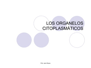 LOS ORGANELOS
CITOPLASMÁTICOS
Prof. Jairo Rivera
 