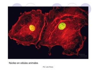 Núcleo en células animales
Prof. Jairo Rivera
 