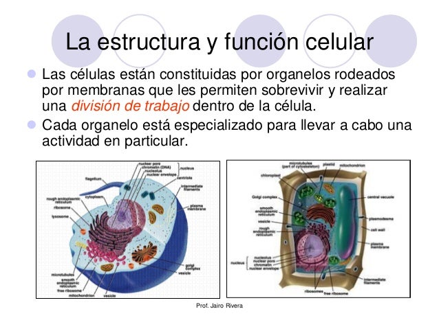 Estructura celular