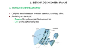 1.- SISTEMA DE ENDOMEMBRANAS
A.- RETÍCULO ENDOPLASMÁTICO
 Conjunto de cavidades en forma de cisternas, sáculos y tubos.
 Se distinguen dos tipos:
 Rugoso (lleva ribosomas) fabrica proteínas
 Liso (no lleva) fabrica lípidos
 