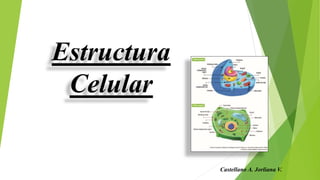 Estructura
Celular
Castellano A. Jorliana V.
 