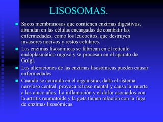 LISOSOMAS.
 Sacos membranosos que contienen enzimas digestivas,
abundan en las células encargadas de combatir las
enfermedades, como los leucocitos, que destruyen
invasores nocivos y restos celulares.
 Las enzimas lisosómicas se fabrican en el retículo
endoplasmático rugoso y se procesan en el aparato de
Golgi.
 Las alteraciones de las enzimas lisosómicas pueden causar
enfermedades
 Cuando se acumula en el organismo, daña el sistema
nervioso central, provoca retraso mental y causa la muerte
a los cinco años. La inflamación y el dolor asociados con
la artritis reumatoide y la gota tienen relación con la fuga
de enzimas lisosómicas.
 