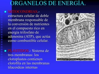 ORGANELOS DE ENERGÍA.
 MITOCONDRIAS.-
estructura celular de doble
membrana responsable de
la conversión de nutrientes
en el compuesto rico en
energía trifosfato de
adenosina (ATP), que actúa
como combustible celular.
 PLÀSTIDOS.- Sistema de
tres membranas: los
cloroplastos contienen
clorofila en las membranas
tilacoideas internas
 