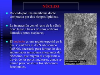  Rodeado por una membrana doble
compuesta por dos bicapas lipídicas.
 La interacción con el resto de la célula
tiene lugar a través de unos orificios
llamados poros nucleares.
 El nucleolo es una región especial en la
que se sintetiza el ARN ribosómico
(ARNr), necesario para formar las dos
subunidades inmaduras integrantes del
ribosoma, que migran al citoplasma a
través de los poros nucleares, donde se
unirán para constituir los ribosomas
funcionales.
NÚCLEO
 