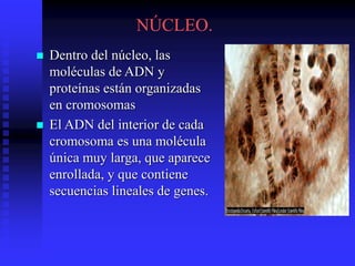 NÚCLEO.
 Dentro del núcleo, las
moléculas de ADN y
proteínas están organizadas
en cromosomas
 El ADN del interior de cada
cromosoma es una molécula
única muy larga, que aparece
enrollada, y que contiene
secuencias lineales de genes.
 