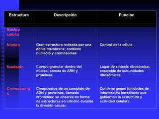 Estructura Descripción Función
Núcleo
celular
Núcleo Gran estructura rodeada por una
doble membrana; contiene
nucleolo y cromosomas.
Control de la célula
Nucleolo Cuerpo granular dentro del
núcleo; consta de ARN y
proteínas.
Lugar de síntesis ribosómica;
ensamble de subunidades
ribosómicas.
Cromosoma
s
Compuestos de un complejo de
ADN y proteínas, llamado
cromatina; se observa en forma
de estructuras en cilindro durante
la división celular.
Contiene genes (unidades de
información hereditaria que
gobiernan la estructura y
actividad celular).
 