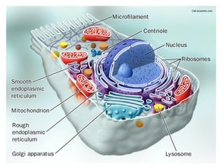 Cell-eccentrix.com
 