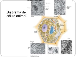 Diagrama de
célula animal
 