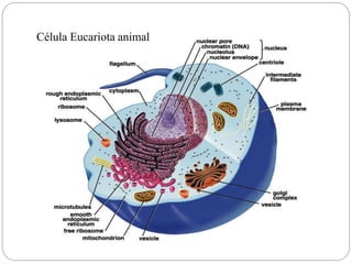 Célula Eucariota animal
 