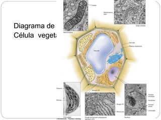 Diagrama de
Célula vegetal
 