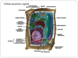 Célula eucariota vegetal
 