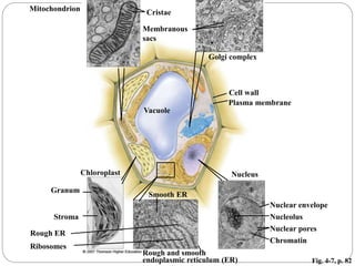 Fig. 4-7, p. 82
Ribosomes
Chloroplast
Granum
Stroma
Smooth ER
Rough and smooth
endoplasmic reticulum (ER)
Chromatin
Nuclear pores
Nuclear envelope
Nucleolus
Nucleus
Rough ER
Mitochondrion
Vacuole
Plasma membrane
Cell wall
Membranous
sacs
Golgi complex
Cristae
 