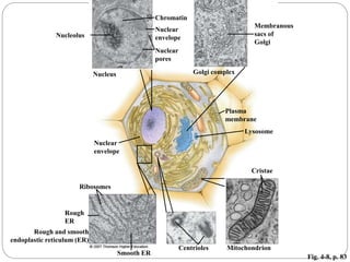 Fig. 4-8, p. 83
Lysosome
Ribosomes
Rough
ER
Smooth ER
Centrioles Mitochondrion
Rough and smooth
endoplastic reticulum (ER)
Nuclear
envelope
Nucleolus
Nucleus
Chromatin
Nuclear
pores
Nuclear
envelope
Membranous
sacs of
Golgi
Golgi complex
Plasma
membrane
Cristae
 