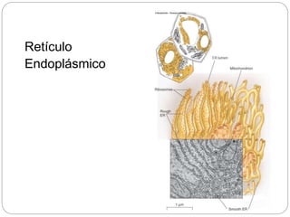 Retículo
Endoplásmico
 
