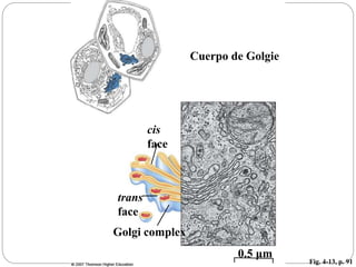 Fig. 4-13, p. 91
0.5 μm
Golgi complex
trans
face
cis
face
Cuerpo de Golgie
 