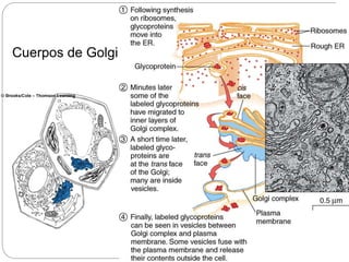 Cuerpos de Golgi
 