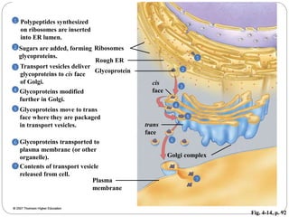 Fig. 4-14, p. 92
trans
face
Plasma
membrane
Glycoprotein
Rough ER
Ribosomes
Polypeptides synthesized
on ribosomes are inserted
into ER lumen.
Sugars are added, forming
glycoproteins.
Transport vesicles deliver
glycoproteins to cis face
of Golgi.
Glycoproteins modified
further in Golgi.
Glycoproteins move to trans
face where they are packaged
in transport vesicles.
Glycoproteins transported to
plasma membrane (or other
organelle).
Contents of transport vesicle
released from cell.
Golgi complex
cis
face
 