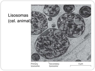 Lisosomas
(cel. animal)
 