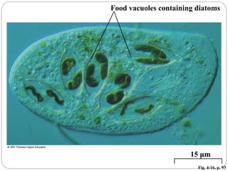 Fig. 4-16, p. 93
15 μm
Food vacuoles containing diatoms
 