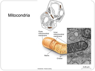 Mitocondria
 