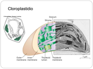 Cloroplastidio
 