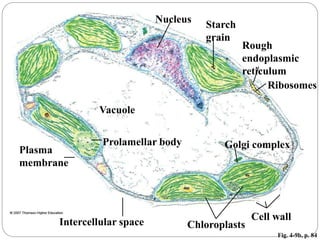 Fig. 4-9b, p. 84
Starch
grain
Intercellular space Chloroplasts
Cell wall
Vacuole
Prolamellar body
Plasma
membrane
Golgi complex
Ribosomes
Rough
endoplasmic
reticulum
Nucleus
 