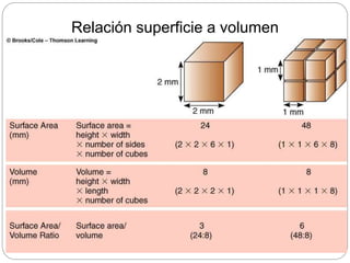 Relación superficie a volumen
 